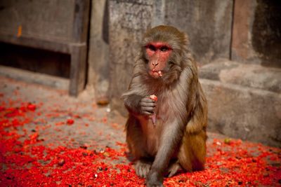 Close-up of monkey eating food while sitting outdoors