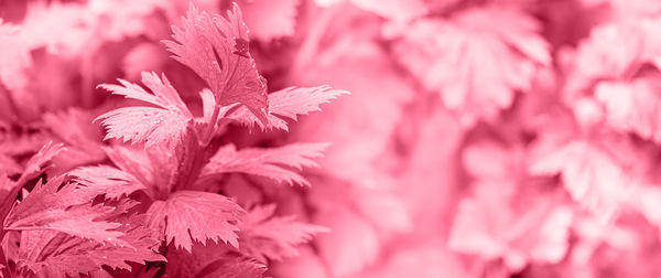 Close-up of dry leaves