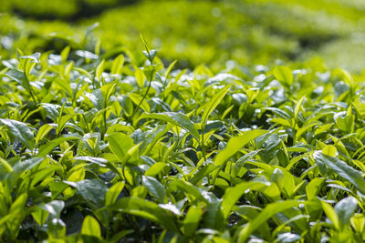 Close-up of plants