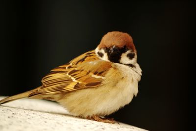 Close-up of bird perching on black background