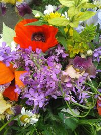 Close up of purple flowers blooming outdoors