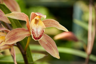 Close-up of flowers