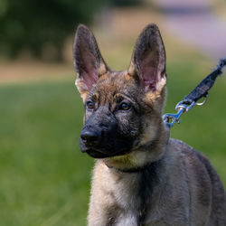 Close-up portrait of dog looking away outdoors