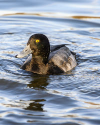 Close-up of duck swimming in lake