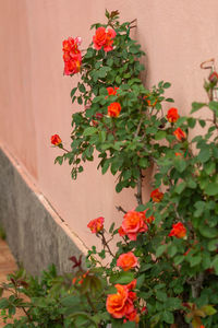 Close-up of red flowering plant against wall