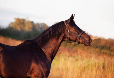 Brown horse standing against sky