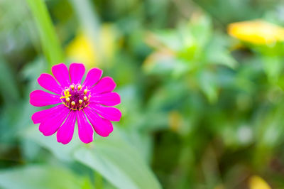 Close-up of pink flower