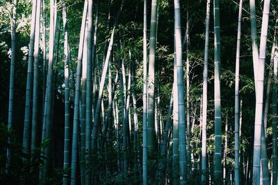 Fresh bamboo forest