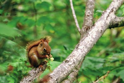 Close-up of squirrel on tree