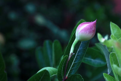 Close-up of purple flower buds