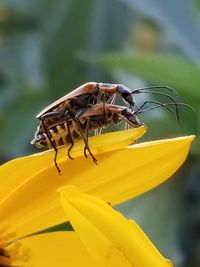 Close-up of insect on yellow flower