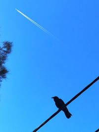 Low angle view of birds perching on power line