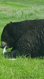 Dog relaxing on grassy field