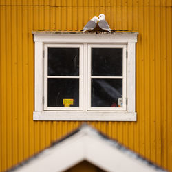 Birds perching on house window