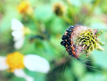 Close-up of insect on flower