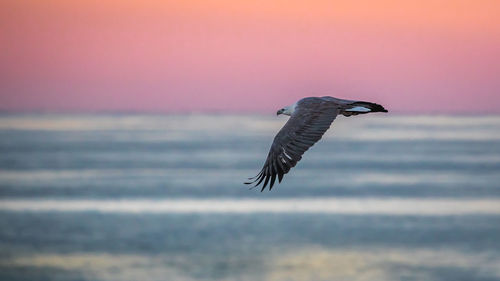 Bird flying over sea against sky