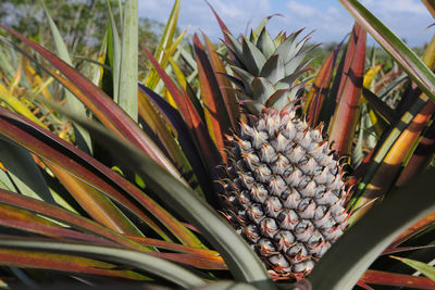 Close-up of plants against blurred background