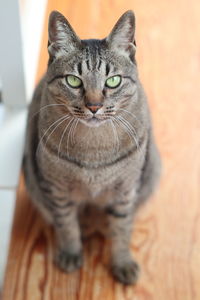 Close-up portrait of tabby cat