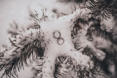 Close-up of christmas tree