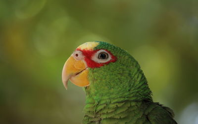 Close-up of parrot