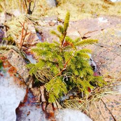 Close-up of plant