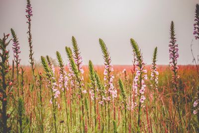 Close-up of purple flowering plants on field against sky