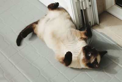 High angle view of a cat lying on floor