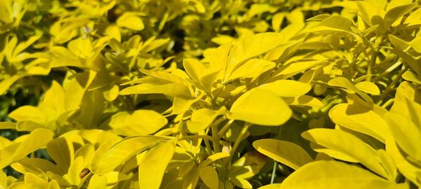 Close-up of yellow flowering plants on field