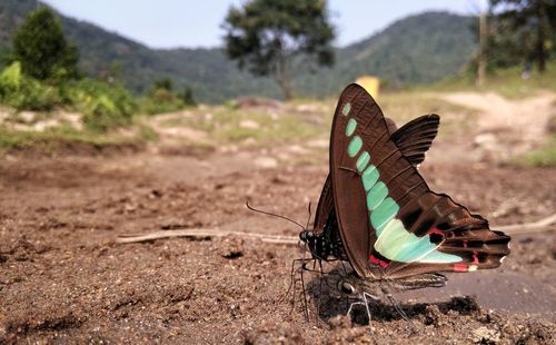 Butterfly on a field