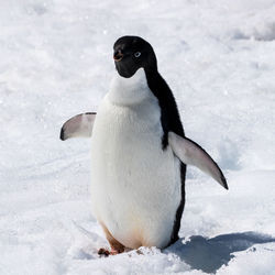 Adelie penguin standing in snow at mikkelsen harbour, antarctica.