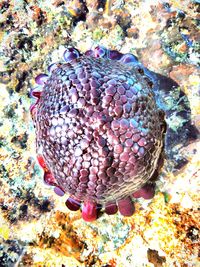 High angle view of fish in sea