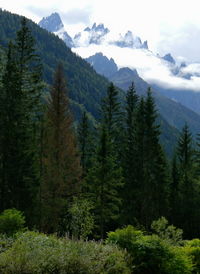 Scenic view of mountains and trees against sky