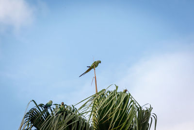 Low angle view of dragonfly on plant against sky