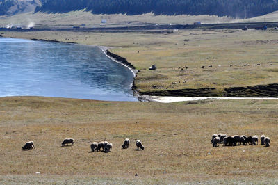 View of sheep on shore