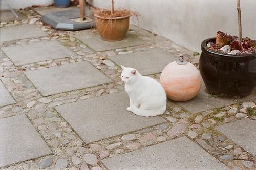 animal themes, domestic animals, mammal, pets, one animal, high angle view, domestic cat, cobblestone, outdoors, day, relaxation, cat, street, sitting, no people, container, potted plant, paving stone, wall - building feature, dog