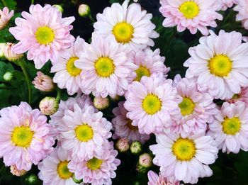 Close-up of flowers blooming outdoors