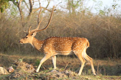 Deer standing in forest