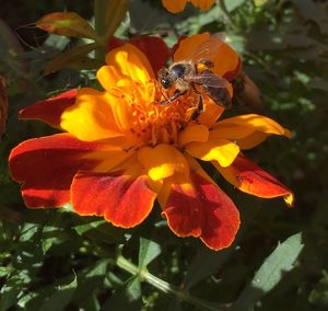 Close-up of bee on yellow flower