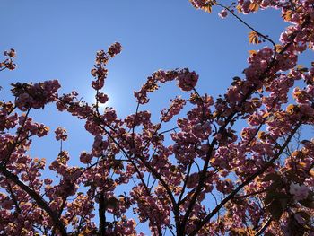 Low angle view of cherry blossoms against sky