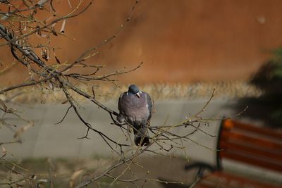 Bird perching on branch