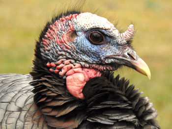 Close-up of bird