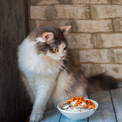 A playful fluffy cat climbed onto a table on which stands a plate with cottage cheese 