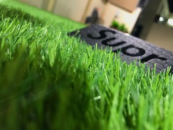 Close-up of wet grass growing on field