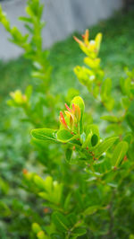 Close-up of flower buds growing in farm