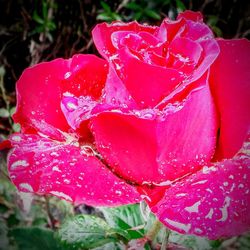 Close-up of pink rose