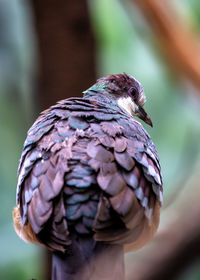 Close-up of bird