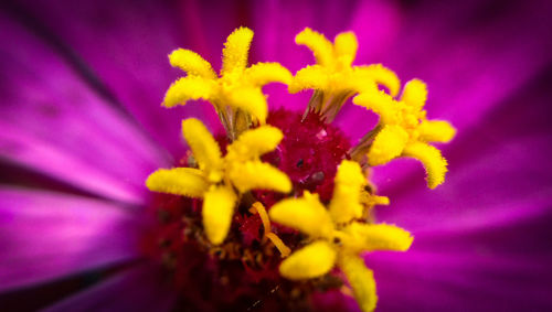 Close-up of fresh purple flower blooming outdoors