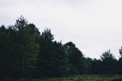 Trees in forest against clear sky