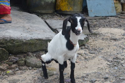 Portrait of lamb on street at havelock island