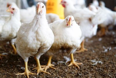 Close-up of white hens on field